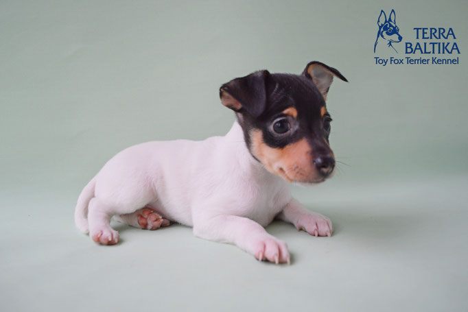 #тойфокстерьер #амертой #террабалтика #toyfoxterrier #terrabaltika #puppies #kennel #маленькаясобака #минипорода #маленькаяпородасобак #собачканамаленькихножках #американскийтойфокстерьер #тойфокс #americantoyfoxterrier