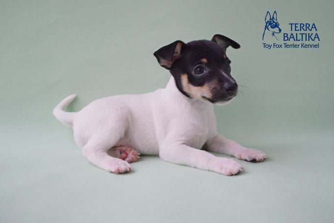 #тойфокстерьер #амертой #террабалтика #toyfoxterrier #terrabaltika #puppies #kennel #маленькаясобака #минипорода #маленькаяпородасобак #собачканамаленькихножках #американскийтойфокстерьер #тойфокс #americantoyfoxterrier