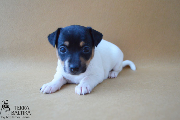 #тойфокстерьер #амертой #террабалтика #toyfoxterrier #terrabaltika #puppies #kennel #маленькаясобака #минипорода #маленькаяпородасобак #собачканамаленькихножках #американскийтойфокстерьер #тойфокс #americantoyfoxterrier