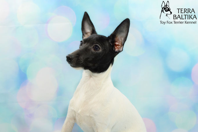 #тойфокстерьер #амертой #террабалтика #toyfoxterrier #terrabaltika #puppies #kennel