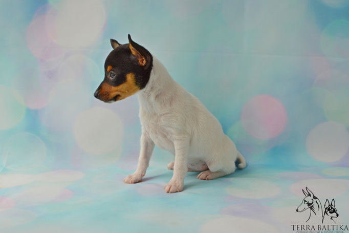 #тойфокстерьер #амертой #террабалтика #toyfoxterrier #terrabaltika #puppies #kennel