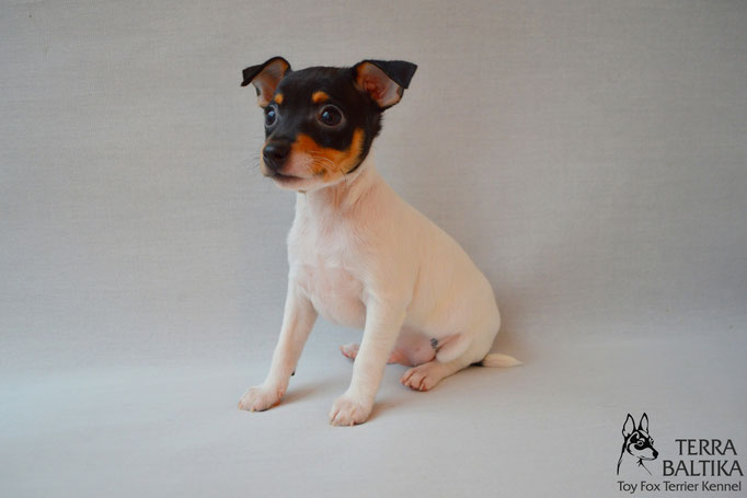 #тойфокстерьер #амертой #террабалтика #toyfoxterrier #terrabaltika #puppies #kennel #маленькаясобака #минипорода #маленькаяпородасобак #собачканамаленькихножках #американскийтойфокстерьер #тойфокс #americantoyfoxterrier
