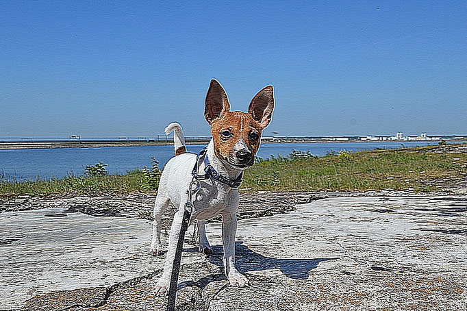 #тойфокстерьер #амертой #террабалтика #toyfoxterrier #terrabaltika #puppies #kennel