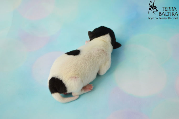 #тойфокстерьер #амертой #террабалтика #toyfoxterrier #terrabaltika #puppies #kennel