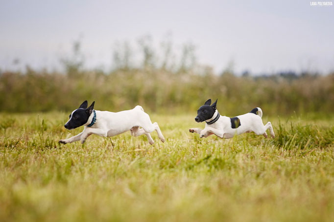 #тойфокстерьер #амертой #террабалтика #toyfoxterrier #terrabaltika #puppies #kennel