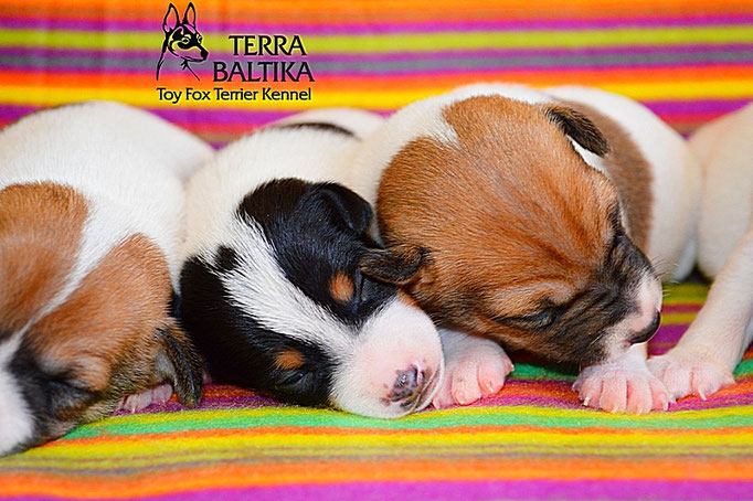 #тойфокстерьер #амертой #террабалтика #toyfoxterrier #terrabaltika #puppies #kennel