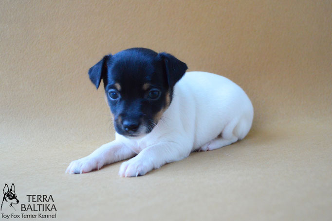 #тойфокстерьер #амертой #террабалтика #toyfoxterrier #terrabaltika #puppies #kennel #маленькаясобака #минипорода #маленькаяпородасобак #собачканамаленькихножках #американскийтойфокстерьер #тойфокс #americantoyfoxterrier