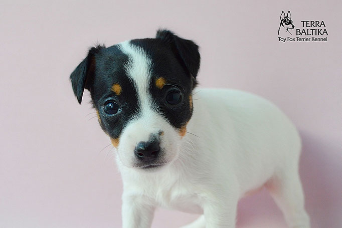 #тойфокстерьер #амертой #террабалтика #toyfoxterrier #terrabaltika #puppies #kennel