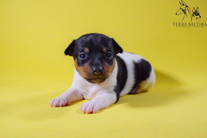 #тойфокстерьер #амертой #террабалтика #toyfoxterrier #terrabaltika #puppies #kennel