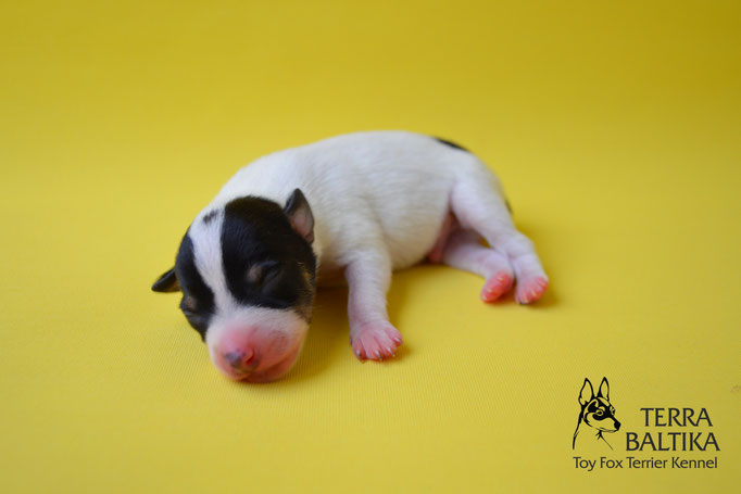 #тойфокстерьер #амертой #террабалтика #toyfoxterrier #terrabaltika #puppies #kennel #маленькаясобака #минипорода #маленькаяпородасобак #собачканамаленькихножках #американскийтойфокстерьер #тойфокс #americantoyfoxterrier