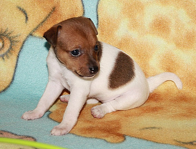 #тойфокстерьер #амертой #террабалтика #toyfoxterrier #terrabaltika #puppies #kennel