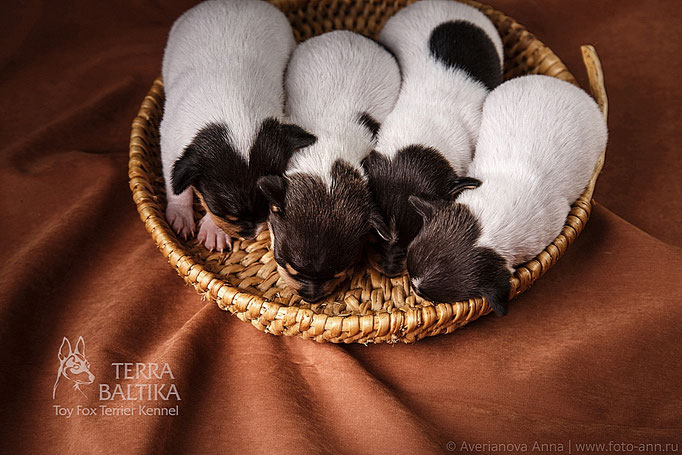 #тойфокстерьер #амертой #террабалтика #toyfoxterrier #terrabaltika #puppies #kennel