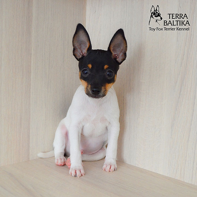 #тойфокстерьер #амертой #террабалтика #toyfoxterrier #terrabaltika #puppies #kennel