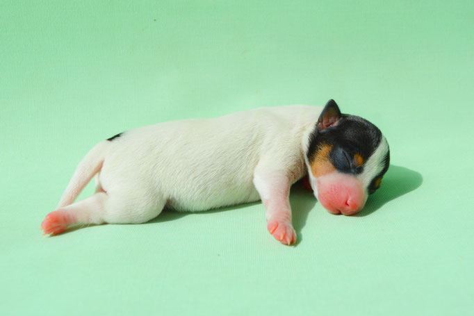 #тойфокстерьер #амертой #террабалтика #toyfoxterrier #terrabaltika #puppies #kennel