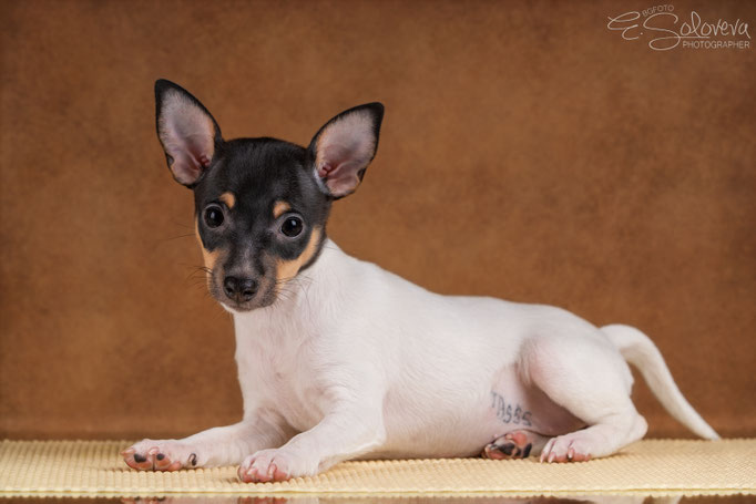 #тойфокстерьер #амертой #террабалтика #toyfoxterrier #terrabaltika #puppies #kennel #маленькаясобака #минипорода #маленькаяпородасобак #собачканамаленькихножках #американскийтойфокстерьер #тойфокс #americantoyfoxterrier