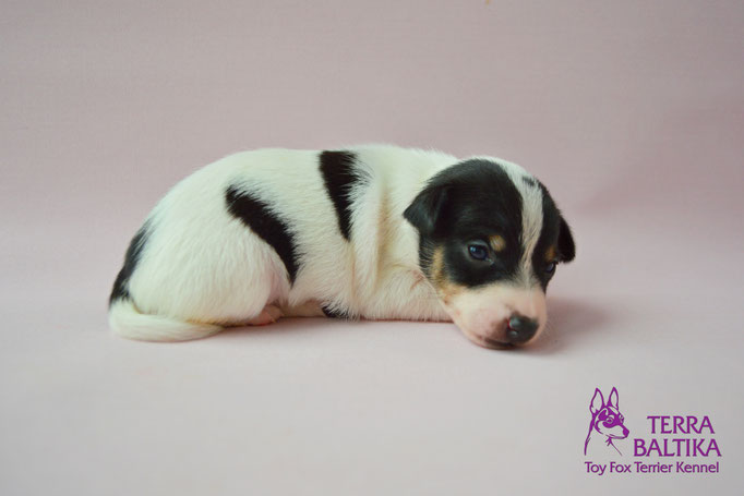 #тойфокстерьер #амертой #террабалтика #toyfoxterrier #terrabaltika #puppies #kennel #маленькаясобака #минипорода #маленькаяпородасобак #собачканамаленькихножках #американскийтойфокстерьер #тойфокс #americantoyfoxterrier