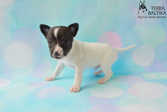 #тойфокстерьер #амертой #террабалтика #toyfoxterrier #terrabaltika #puppies #kennel