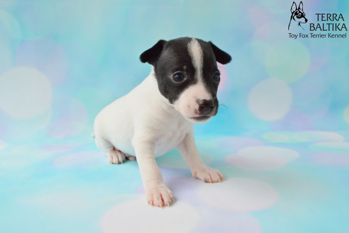 #тойфокстерьер #амертой #террабалтика #toyfoxterrier #terrabaltika #puppies #kennel