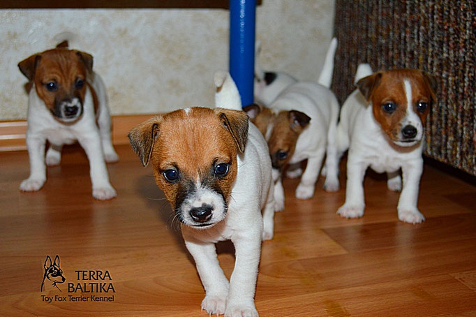 #тойфокстерьер #амертой #террабалтика #toyfoxterrier #terrabaltika #puppies #kennel