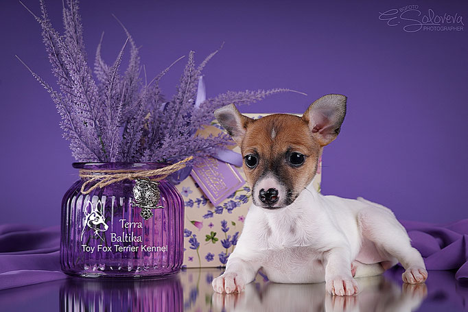#тойфокстерьер #амертой #террабалтика #toyfoxterrier #terrabaltika #puppies #kennel