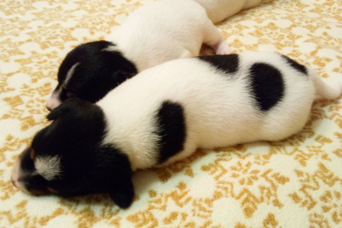 #тойфокстерьер #амертой #террабалтика #toyfoxterrier #terrabaltika #puppies #kennel