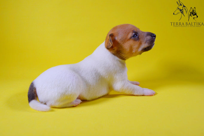 #тойфокстерьер #амертой #террабалтика #toyfoxterrier #terrabaltika #puppies #kennel
