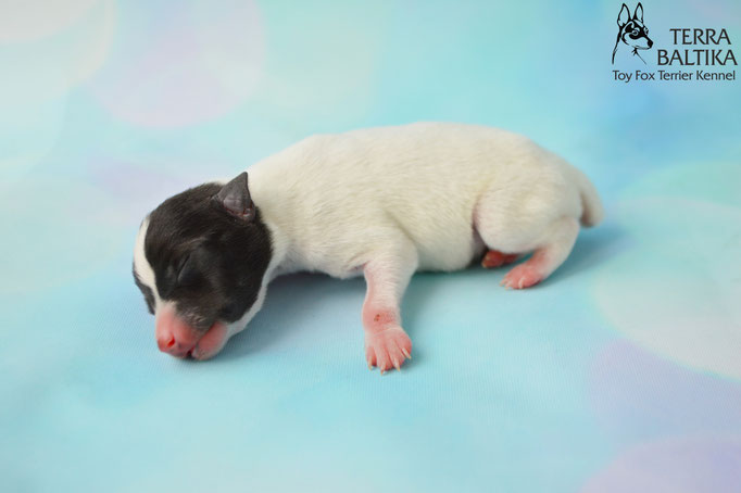 #тойфокстерьер #амертой #террабалтика #toyfoxterrier #terrabaltika #puppies #kennel