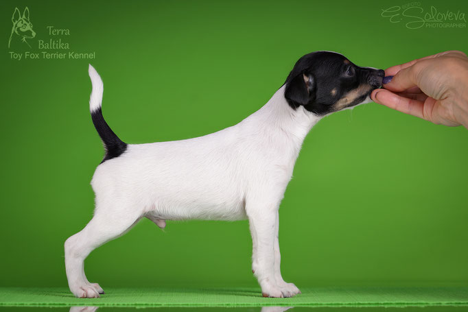 #тойфокстерьер #амертой #террабалтика #toyfoxterrier #terrabaltika #puppies #kennel