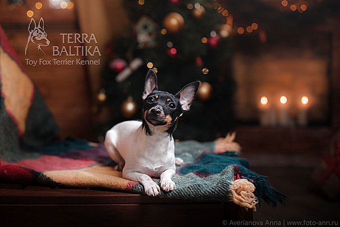 #тойфокстерьер #амертой #террабалтика #toyfoxterrier #terrabaltika #puppies #kennel