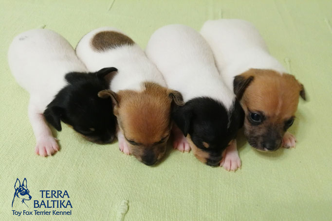 #тойфокстерьер #амертой #террабалтика #toyfoxterrier #terrabaltika #puppies #kennel #маленькаясобака #минипорода #маленькаяпородасобак #собачканамаленькихножках #американскийтойфокстерьер #тойфокс #americantoyfoxterrier