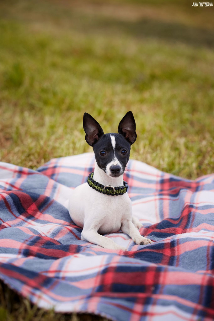 #тойфокстерьер #амертой #террабалтика #toyfoxterrier #terrabaltika #puppies #kennel