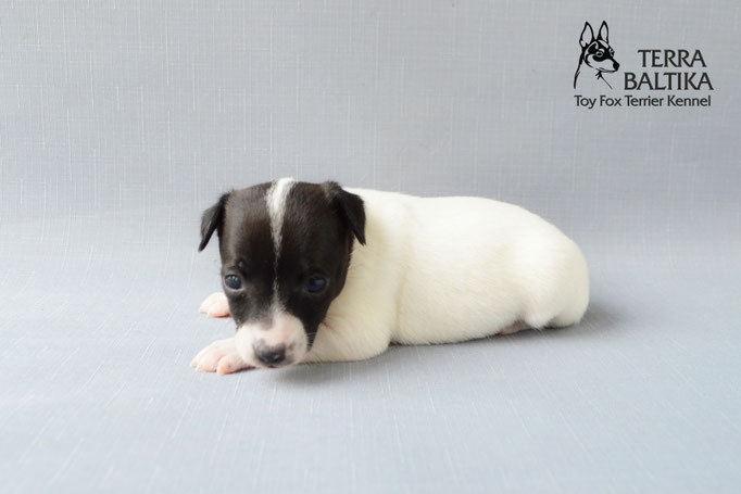 #тойфокстерьер #амертой #террабалтика #toyfoxterrier #terrabaltika #puppies #kennel