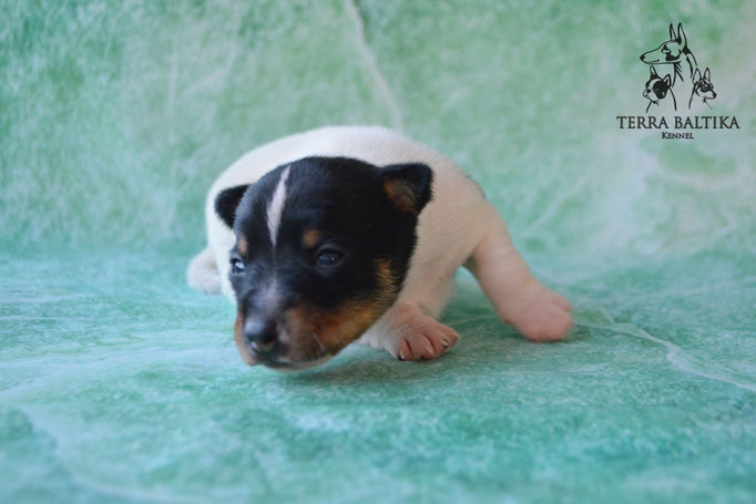 той-фокстерьер, щенки той-фокса, питомник той-фокстерьеров, американский той-фокстерьер, амертой, тфт, toy fox terrier, american toy fox terrier, terra baltika, терра балтика, щенки тойфокс, щенки американского той-фокстерьера