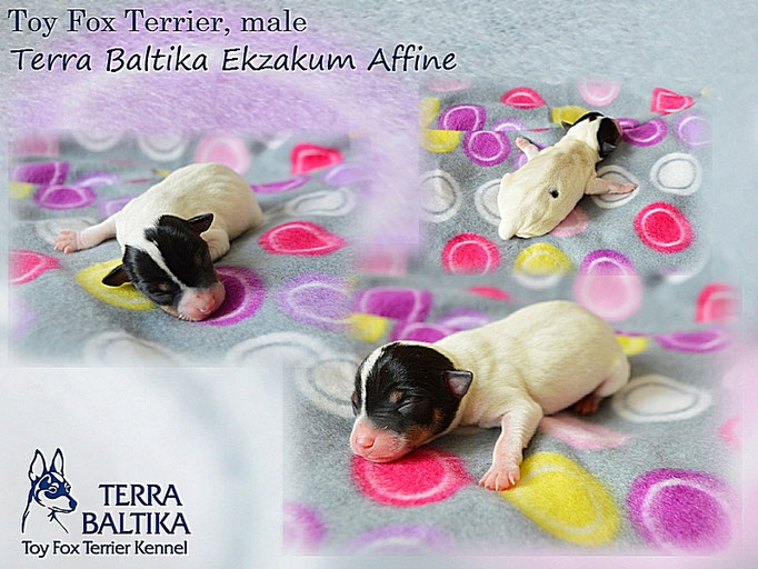 #тойфокстерьер #амертой #террабалтика #toyfoxterrier #terrabaltika #puppies #kennel