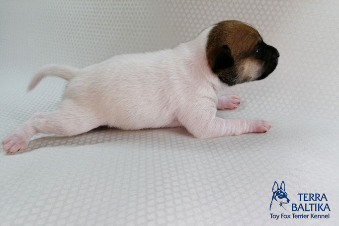 #тойфокстерьер #амертой #террабалтика #toyfoxterrier #terrabaltika #puppies #kennel #маленькаясобака #минипорода #маленькаяпородасобак #собачканамаленькихножках #американскийтойфокстерьер #тойфокс #americantoyfoxterrier