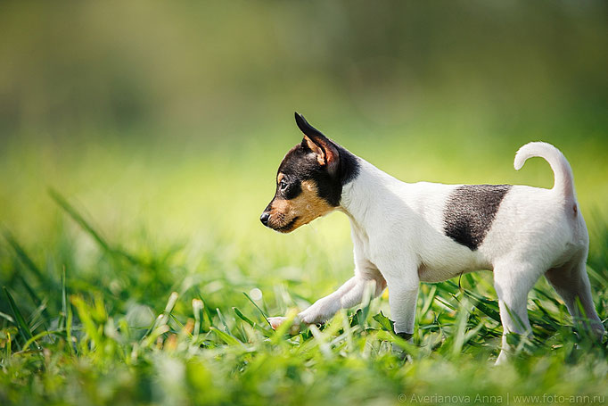 #тойфокстерьер #амертой #террабалтика #toyfoxterrier #terrabaltika #puppies #kennel