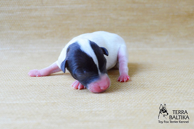 #тойфокстерьер #амертой #террабалтика #toyfoxterrier #terrabaltika #puppies #kennel