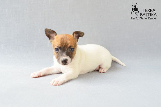 #тойфокстерьер #амертой #террабалтика #toyfoxterrier #terrabaltika #puppies #kennel