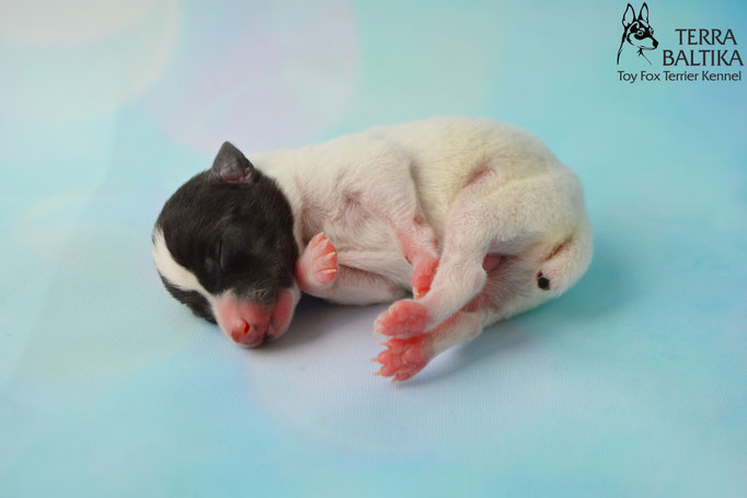 #тойфокстерьер #амертой #террабалтика #toyfoxterrier #terrabaltika #puppies #kennel