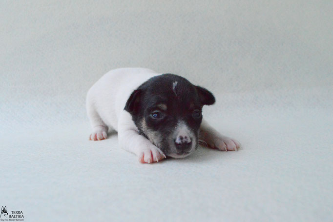 #тойфокстерьер #амертой #террабалтика #toyfoxterrier #terrabaltika #puppies #kennel #маленькаясобака #минипорода #маленькаяпородасобак #собачканамаленькихножках #американскийтойфокстерьер #тойфокс #americantoyfoxterrier