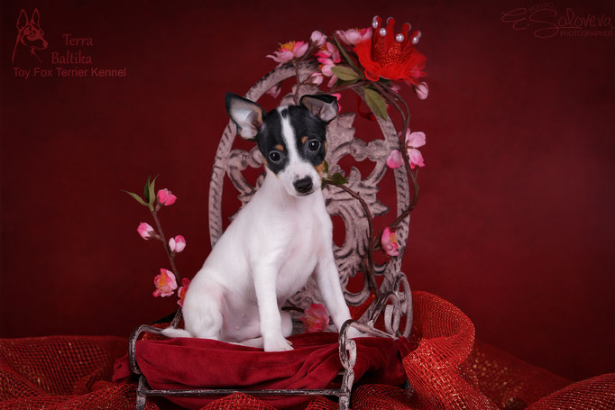#тойфокстерьер #амертой #террабалтика #toyfoxterrier #terrabaltika #puppies #kennel