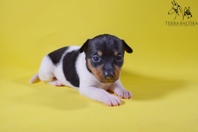 #тойфокстерьер #амертой #террабалтика #toyfoxterrier #terrabaltika #puppies #kennel