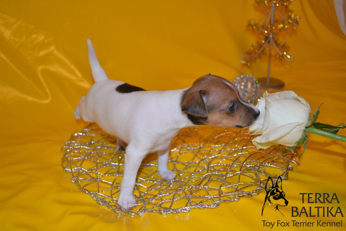 #тойфокстерьер #амертой #террабалтика #toyfoxterrier #terrabaltika #puppies #kennel