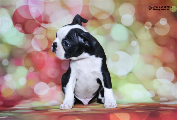 Бостон терьер, бостонский терьер, Boston terrier, щенки бостона, питомник бостон терьеров, Terra Baltika, Терра Балтика