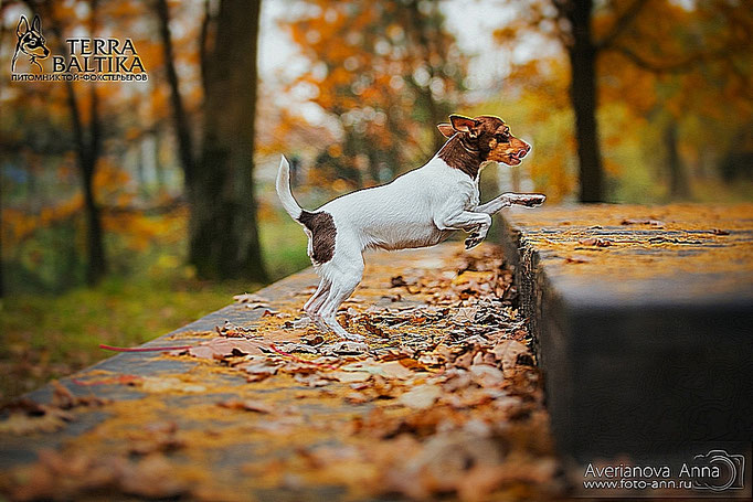 #тойфокстерьер #амертой #террабалтика #toyfoxterrier #terrabaltika #puppies #kennel