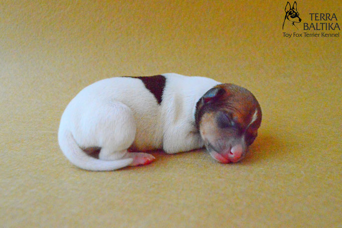#тойфокстерьер #амертой #террабалтика #toyfoxterrier #terrabaltika #puppies #kennel #маленькаясобака #минипорода #маленькаяпородасобак #собачканамаленькихножках #американскийтойфокстерьер #тойфокс #americantoyfoxterrier