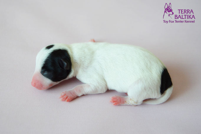 #тойфокстерьер #амертой #террабалтика #toyfoxterrier #terrabaltika #puppies #kennel