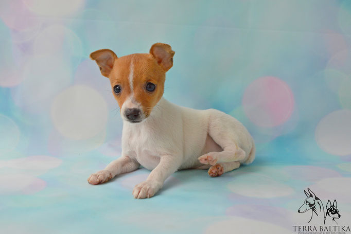 #тойфокстерьер #амертой #террабалтика #toyfoxterrier #terrabaltika #puppies #kennel