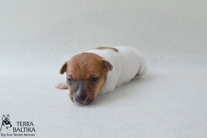 #тойфокстерьер #амертой #террабалтика #toyfoxterrier #terrabaltika #puppies #kennel #маленькаясобака #минипорода #маленькаяпородасобак #собачканамаленькихножках #американскийтойфокстерьер #тойфокс #americantoyfoxterrier