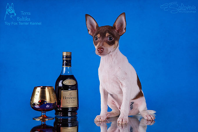 #тойфокстерьер #амертой #террабалтика #toyfoxterrier #terrabaltika #puppies #kennel